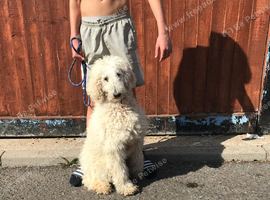 Beautiful standard poodle female for sale