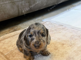 Gorgouse miniture dachshunds