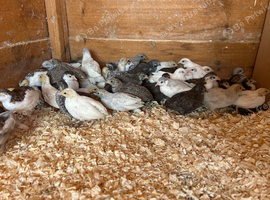 Chinese painted quail