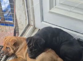 Puppy