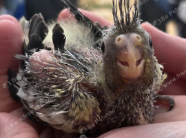 Adorable hand reared baby cockatiel
