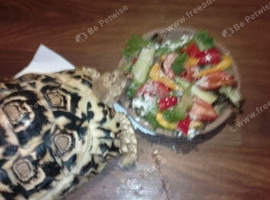 Leopard tortoises