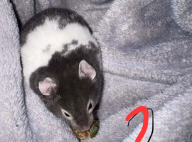 Young syrian hamsters looking for their forever homes