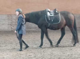 Livery for foal gelded South Liverpool