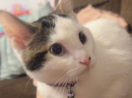 Lovely female white cat less then year old