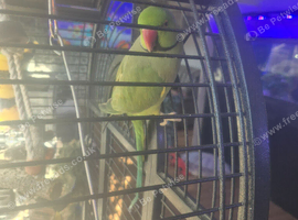 3 ring necks for sale