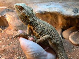 2 year old Bearded Dragon
