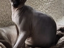 Beautiful sphinx girl