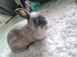 &frac12; Dwarf - 4 years old