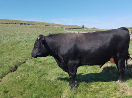 Private Sale of a AA Stock Bull (in working order and has produced good quality prodigy, that can be seen)