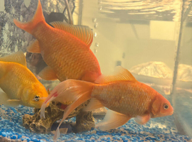 Gold fish