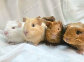 X5 Guinea Pig Babies