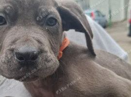 PUP'S4SALE &pound;575ono your perfect pet is here waiting for you