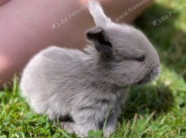 Beautiful Friendly Mini Lops