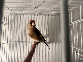 P-Throat Goldfinch Hen 2025