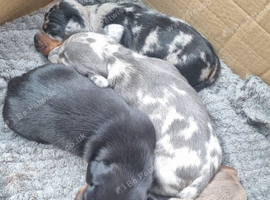 Miniature Dachshund