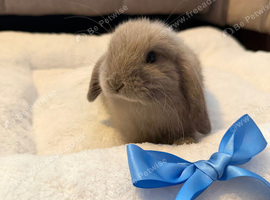 15 week old buck mini lop