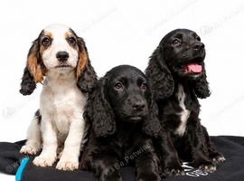 show type cocker spaniels