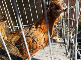 Arancana x Silke pullets