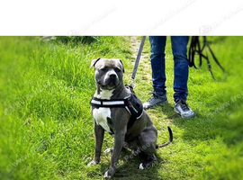 5 year old staffy