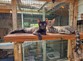 Beautiful Bengamese kittens