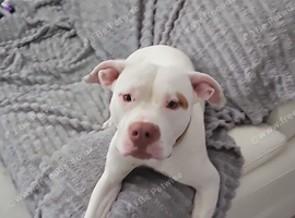 American x bully
