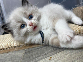 Pedigree Ragdoll