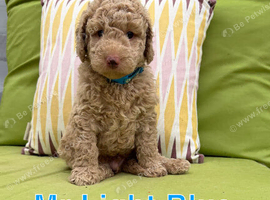 F1BB 3rd generation. miniature labradoodles
