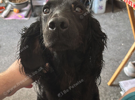 Needing forever home