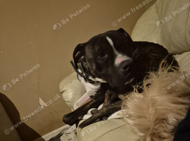 Rehome 4yr old staffy cross mastiff