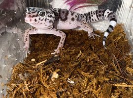 Baby leopard geckos