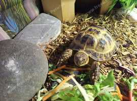 Tortoise for rehome