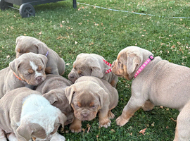 7 Olde English bulldog puppies for sale
