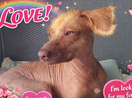 Rare Medium-Sized Female Peruvian Hairless Inca Orchid Dog