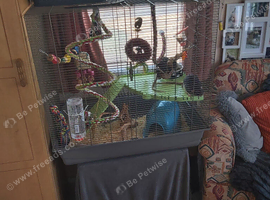 2 extremely tame male rats and cage