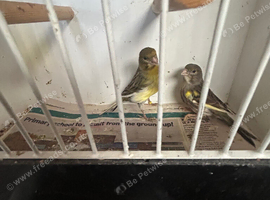 Breeding pairs of canaries for sale