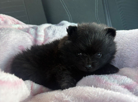 pomeranian