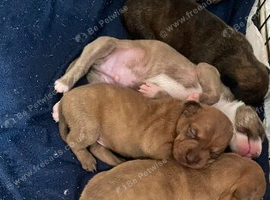 Hungarian vizla x Staffordshire bull terrier x Labrador pups