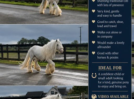 Snow 12hh cob gelding for sale loads of hair and feathers