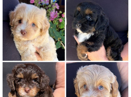 TINY TOY MALTIPOO&rsquo;S  Health tested parents
