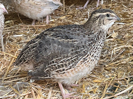Quail - Point of Lay