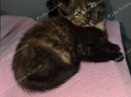 1 female kitten left