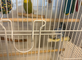 budgies