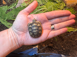 Marginated tortoise 2026 hatchlings for sale