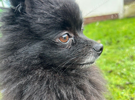 Pomeranian rehome