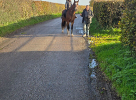 Trevallion Hustler, Riding Colt