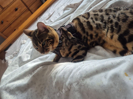 Bengal stud available