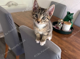 Little tabby girl ready to leave now