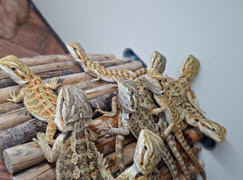 Baby bearded dragons
