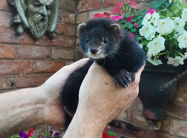 Beautiful Black ferret jill kits for sale